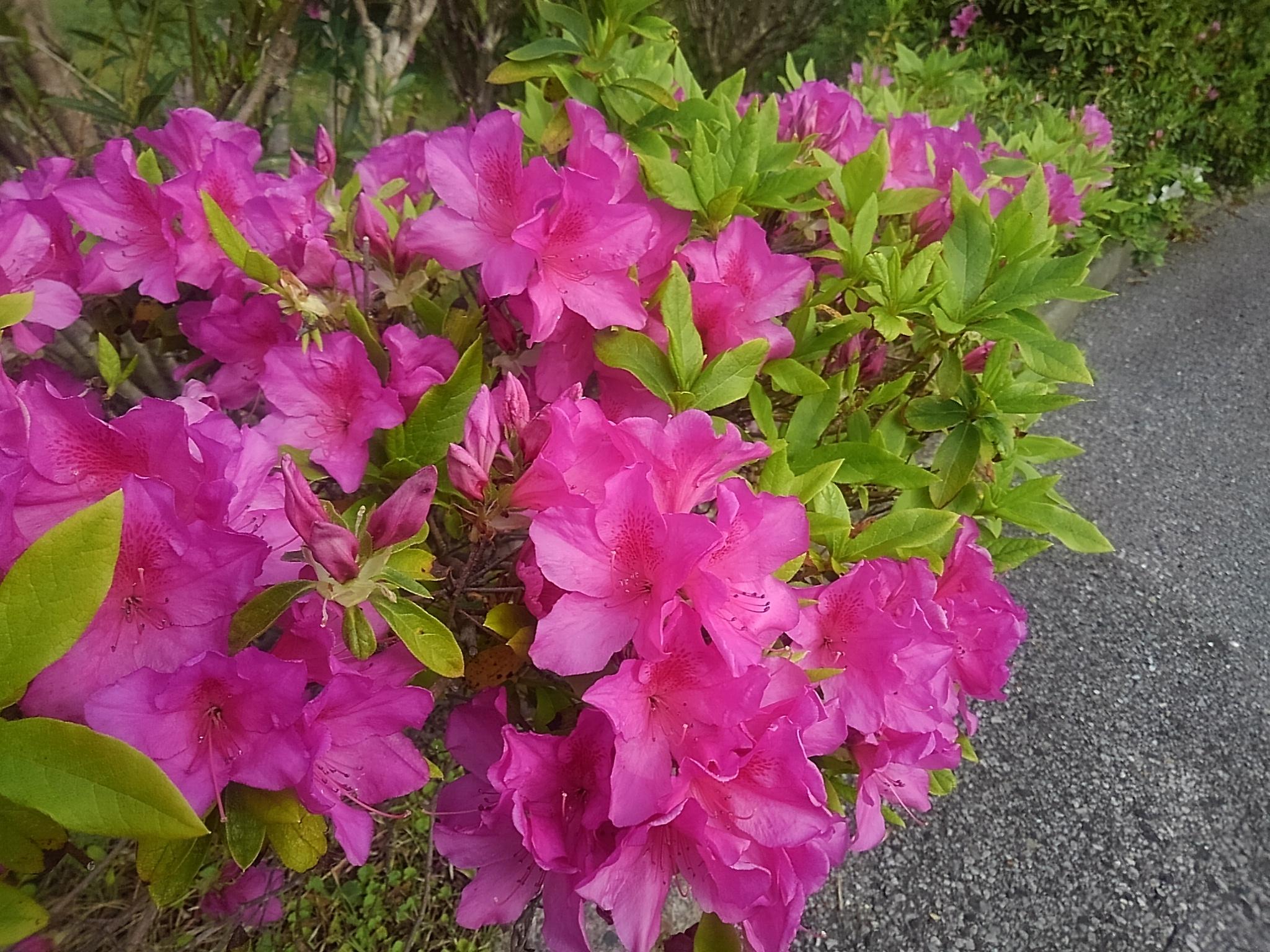 ホテル リゾーツ 南房総 お宿ニュース らくだ倶楽部