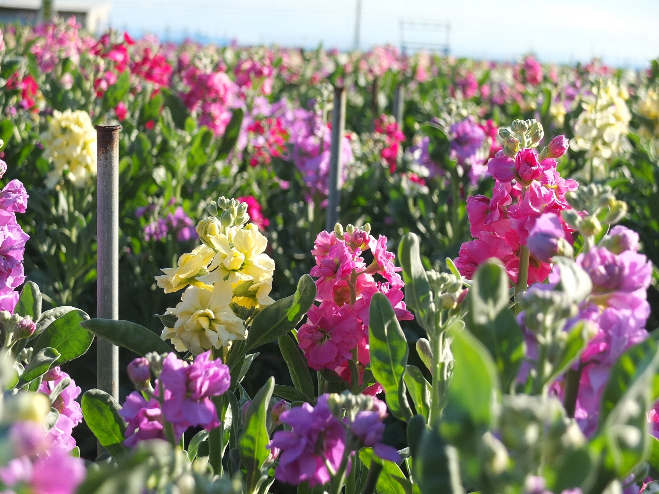 ホテル リゾーツ 南房総 お宿ニュース らくだ倶楽部