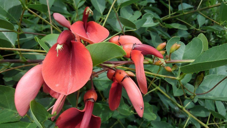 ホテル リゾーツ 南房総 お宿ニュース らくだ倶楽部