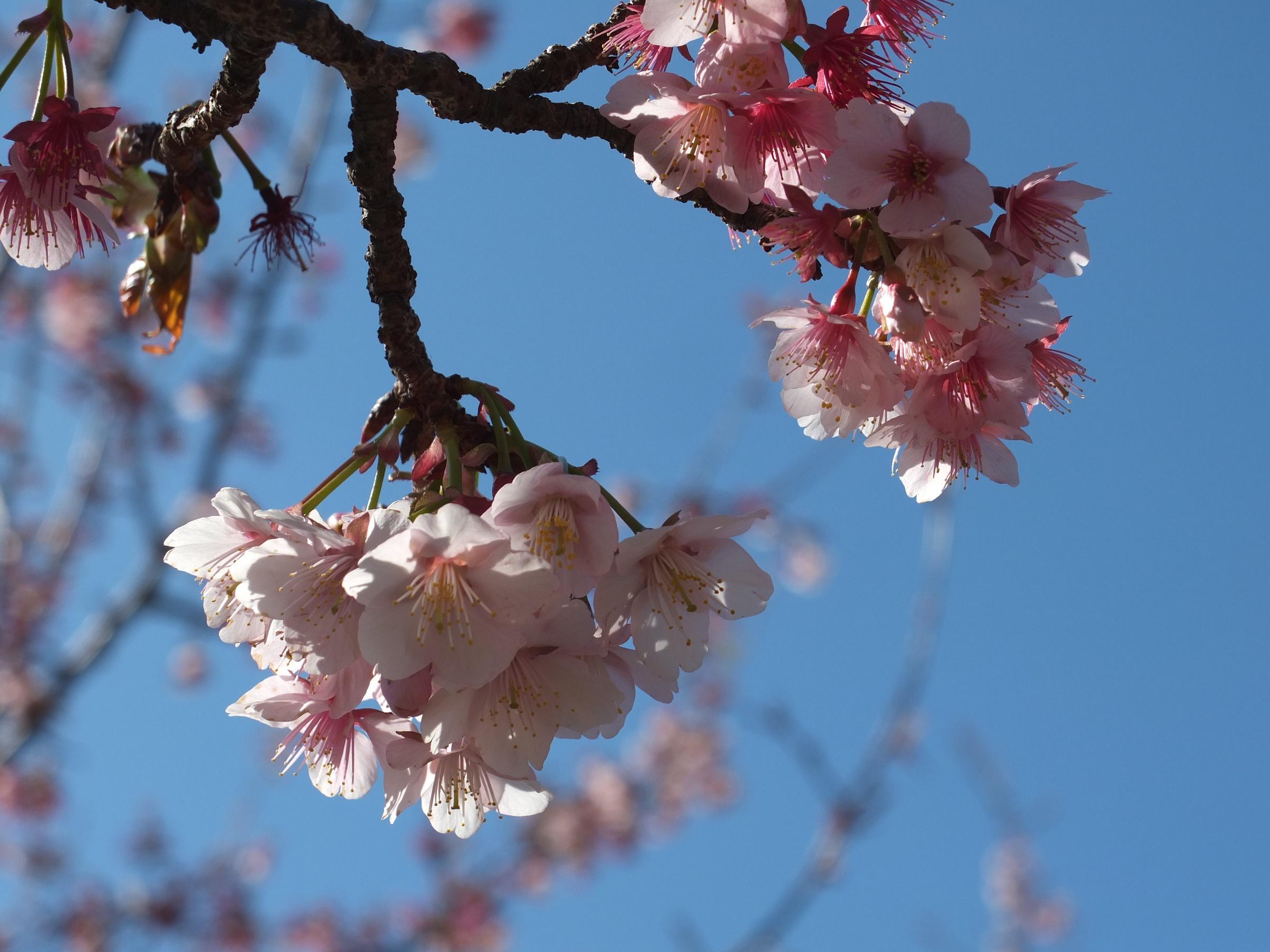 ホテル リゾーツ 南房総 お宿ニュース らくだ倶楽部