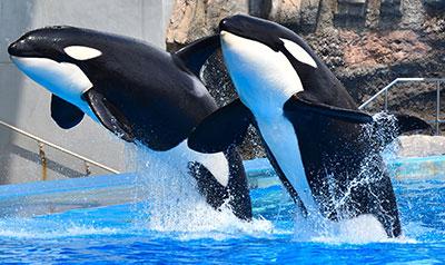 名古屋港水族館(車で約20分)