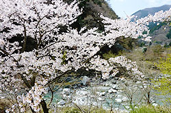 写真：桜のころ