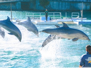 下田海中水族館◇入館券付プラン【おまかせ】 イルカに会える!特典付入館券+宿泊でお得