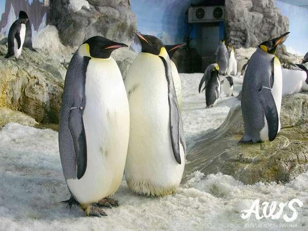 ＜アドベンチャーワールド1日入園券付＞／彩り会席