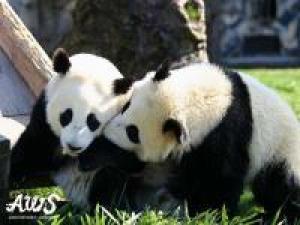 4/1~【アドベンチャーワールド1日入園券付】パンダに会いに行こう!特典付★ 温泉・眺望満喫/咲会席