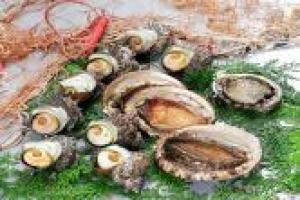 バーベキュー!食べ放題+海鮮アワビ1枚とサザエ付!プラン