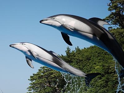 【下田海中水族館入園券付】イルカと遊べる人気の施設!お部屋食/庭園付露天風呂客室