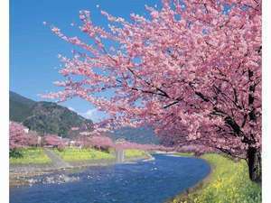 【河津桜まつり】ガーデンスパが入れる★桜会場近くにホテル専用駐車場あり★夜桜無料送迎付★