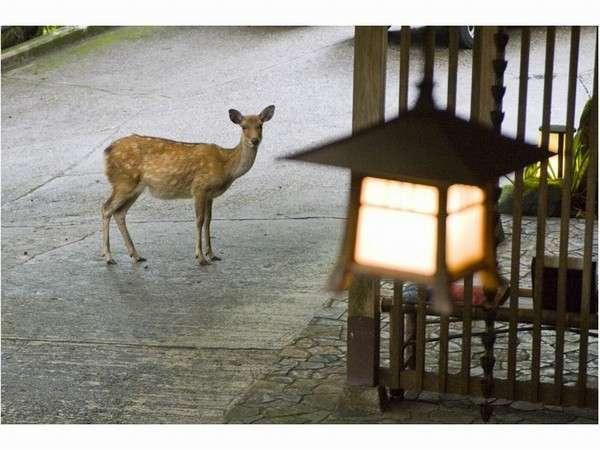 奈良・春日奥山　月日亭