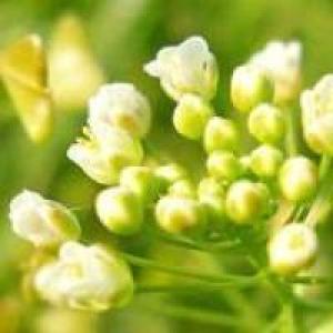大切な日を花季で過ごす記念日プラン~Nazuna~
