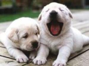 【45日前 早期得割】1500円引!【ペット】 愛犬と一緒♪リニューアル・コテージお泊り1日3棟限定