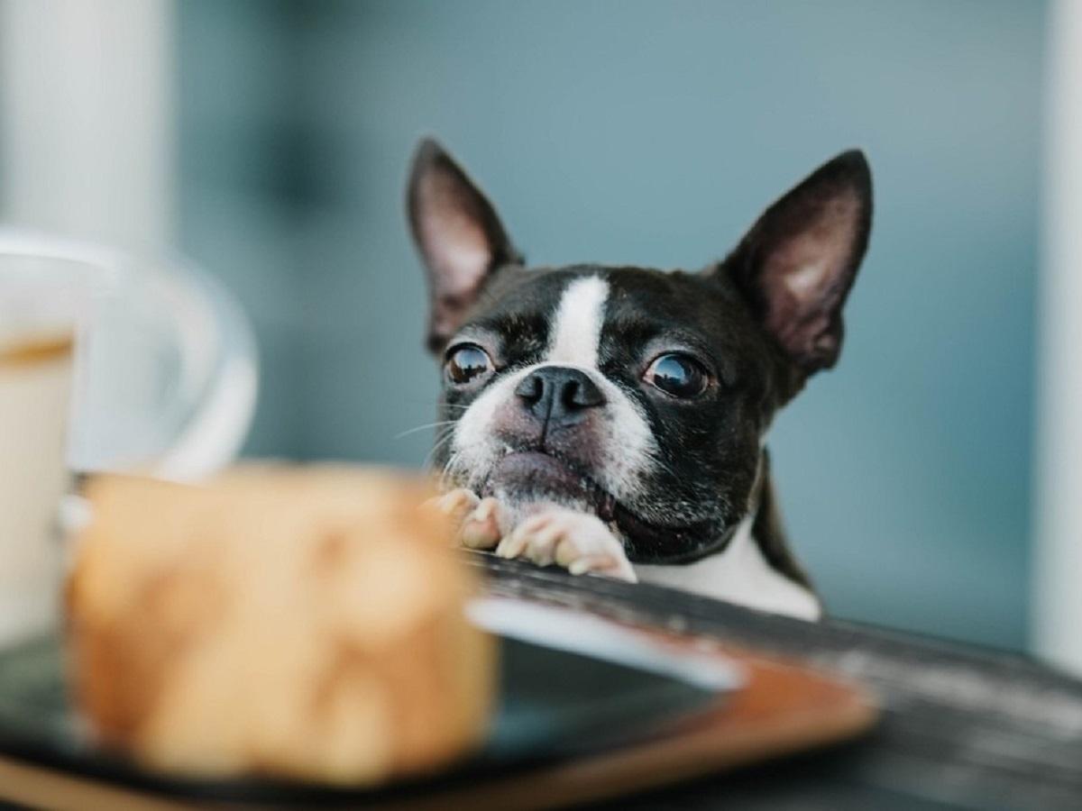 【愛犬記念日】わんちゃん専用ホールケーキ特典&夕食はお部屋食でお祝い!<■特選コース>