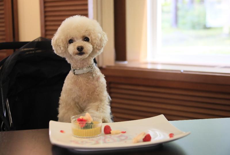 【わんわんAnniversary】お誕生日やうちの子記念日に!愛犬用ケーキでお祝い<風コース★2食付>